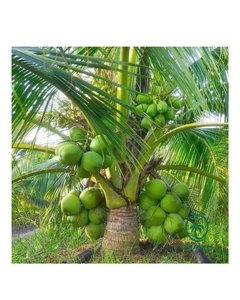 OFERTA ESPECIAL: Hojas de Coco Frescas de Alta Calidad de Vietnam - Product Image 6