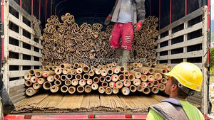 Natural Long Bamboo <b>Poles</b> Strong Raw Material <b>for</b> Furniture Making Interior Decor and Farm <b>Gardening</b> Use - Product Image 5