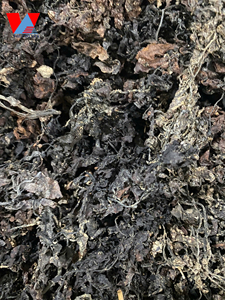 ผงสาหร่าย Sargassum จากสาหร่ายทะเลแห้งสำหรับมื้ออาหารที่มีเส้นใยสูง - Product Image 6