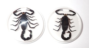 Cabujón de Plástico con Espécimen Real de Escorpión Negro, Redondo, 38.5x38.5 mm, Base Plana Blanca para Manualidades y Joyería - Product Image 5