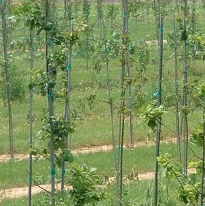 เสาไฟเบอร์กลาสสำหรับค้ำต้นไม้ เสาค้ำต้นไม้ FRP - Product Image 4