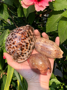 Tiger Cowrie Leporicypraea Mappa <b>Large</b> Cypraea Argus Eyed Cowry Natural Seashell Craft Decoration Vietnam Factory Wholesale - Product Image 3