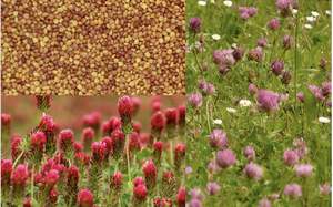 Semillas de Trébol de Origen Sudafricano - Alta Tasa de Germinación, Larga Vida Útil, Empaque Premium a Granel - Product Image 4