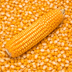 เมล็ดข้าวโพดเหลืองอบแห้งจากธรรมชาติ 100% เหมาะสำหรับทำป๊อปคอร์น กรีตส์ และการแปรรูปอาหาร/ คุณอัลินา - Product Image 3