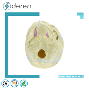 Modelo de Cráneo Infantil DRS1041, Modelo Anatómico de Cráneo de Bebé para Educación y Estudio Médico - Product Image 2