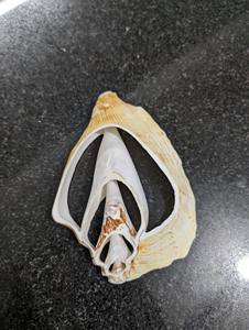 Conchas Marinas para Arte con Resina y Manualidades DIY - Product Image 5