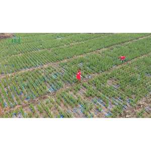 Zumo de mango en conserva de 250ml, bebidas de Aloe Vera, exportadores personalizados, OEM etiqueta privada, sin grasa y sin azúcar - Product Image 2