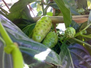 Fruits de Noni Congelés Naturels Qualité Premium Export Vietnam - Product Image 3