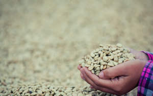 Vietnam USDA Certified ISO 22000 Certified Specialty Arabica Green Coffee <b>Beans</b> Size 16 Grade G1 G2 High Quality 1000kg Bags - Product Image 2