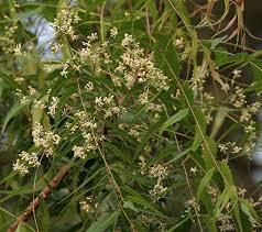 Hojas Secas de Neem Indio Terra Bio (Corte para Té) Más Vendidas de Tamil Nadu - 18 Meses de Vida Útil para Extracto Herbal y Preparación de Té - Product Image 4
