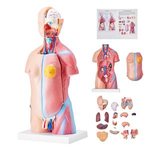 Modello Anatomico del Torso Umano Unisex in 23 Parti, 18 Pollici, con Organi Rimovibili, Manichino Educativo - Product Image 1