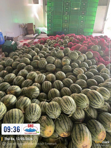 แตงโมไร้เมล็ดเกรดส่งออก – ผลไม้สดเวียดนาม หวานฉ่ำ เหมาะสำหรับการสั่งซื้อจำนวนมาก - Product Image 6