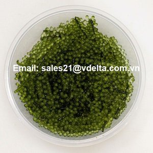 Caulerpa lentillifera/องุ่นทะเลสดราคาต่ำและมีคุณภาพสูงลิมา) - Product Image 3