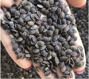 Semillas de Maracuyá Secas de Sabor Tropical Delicioso, Hechas en Vietnam, Suministro a Granel - Product Image 4
