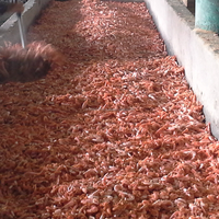 Poudre de coquille de crevettes de qualité supérieure, 37 % de protéines, calcium et chitine, ingrédient alimentaire de qualité A de Kim Minh International Vietnam