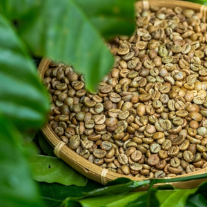 Luxury Vietnamese Green <b>Robusta</b> <b>Coffee</b> <b>Beans</b> | Exclusive Export-Grade Bulk Supply | Natural Unroasted Seeds | OEM/ODM Service - Product Image 1