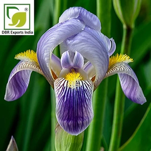 Aceite Esencial Absoluto de Oris Natural, Ingrediente de Fragancia Premium para Perfumes de Lujo, Cosméticos y Productos de Aromaterapia - Product Image 3