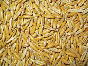 Avena Seca de Alta Calidad para Alimentación de Ganado, Grado Alimenticio, 18 Meses de Vida Útil, Suministro a Granel, Fabricante Exportador de India - Product Image 5