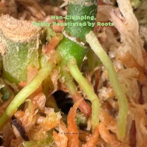 Mousse de sphagnum séchée de haute qualité 1L, substrat organique stérilisé à absorption rapide pour plantes - Product Image 3