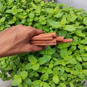 Palitos de Canela India de Última Tendencia para Marcas Modernas de Especias, Minoristas de Alimentos Especiales, Compradores Mayoristas e Internacionales - Product Image 2