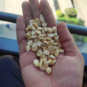 Prix bas garanti de haute qualité hybride n ° 1 Grains de maïs blanc pour l'alimentation des oiseaux et des animaux provenant de l'inde - Product Image 2