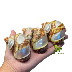 Coquilles turbo naturelles polies pour la décoration d'aquariums, remplacement de coquilles de crabe ermite, artisanat côtier, fournitures de décoration intérieure - Product Image 5