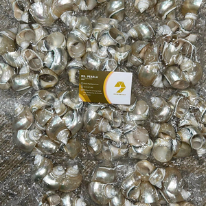 Anneau de serviette en coquillage vietnamien de haute qualité, fait main, coquillage naturel, décoration de table, décoration de table de salle à manger de style côtier, export - Product Image 1