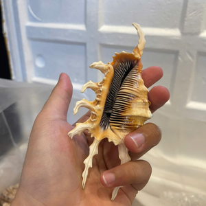 เปลือกหอยขนาดเล็กจากเวียดนามที่เชื่อถือได้ สำหรับการส่งออกปริมาณมาก และจัดหาสินค้าหัตถกรรมทำมือที่สะอาด  โดยบริษัท 99 โกลด์ ดาต้า จำกัด - Product Image 2