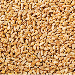 Blé de qualité supérieure en vrac / Blé de haute qualité, entier - Product Image 6