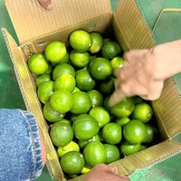 Sappige Vietnam Pitloze Citroenen Die Van Nature Worden Geteeld Voor Exportmarkten, Een Schone, Gladde Huid, Zoete En Pittige Smaak Verpakt Voor Verkoop
