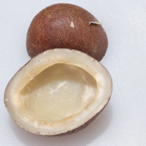 Noix de coco sèche entière maturée, noix de coco brune naturelle séchée, approvisionnement en vrac pour la distribution en gros et l'industrie alimentaire - Product Image 3