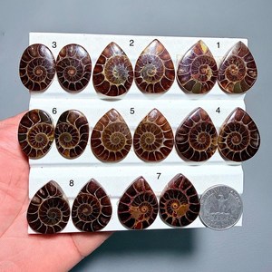 Amonites Cabujón Fósiles, Gemas Naturales de Concha, Piedras Sueltas de Tamaños y Formas Variadas para la Fabricación de Joyas - Product Image 1