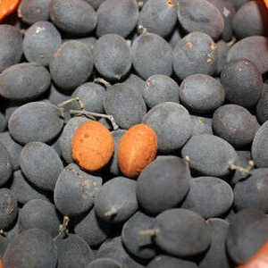 Tamarindo de Terciopelo - Product Image 3