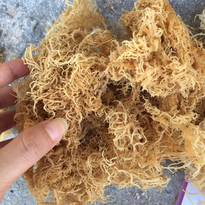 Mousse de mer séchée au soleil naturelle d'origine vietnamienne pour la cuisine végétalienne et l'apport de minéraux essentiels aux repas quotidiens - Product Image 4