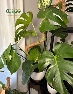 Poste de Musgo de Coco Natural de Diseño Simple para Plantas Trepadoras como Monstera/Philodendron/Pothos/Aroid |   Tamaños Personalizados al por Mayor OEM - Product Image 5