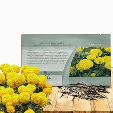 Semillas de Caléndula Premium |   Semillas de Flores Híbridas de Alta Germinación |   Semillas de Caléndula de Alto Rendimiento Sin OMG para Cultivo Comercial - Product Image 4