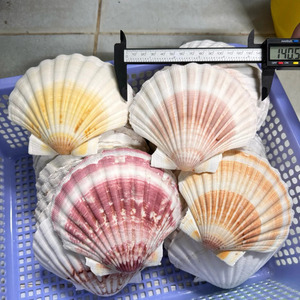 Conchas de vieira, material natural de conchas marinas para manualidades, exhibiciones decorativas y decoración del hogar, proveedor de Vietnam. - Product Image 1
