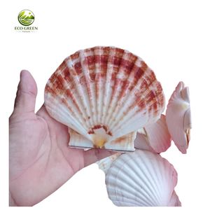 Conchas de Vieira Pulimentadas Naturales y Coloridas, Ecológicas, para Manualidades, Decoración del Hogar y Bodas, Proveedor Mayorista de Artículos con Temática de Playa - Product Image 2