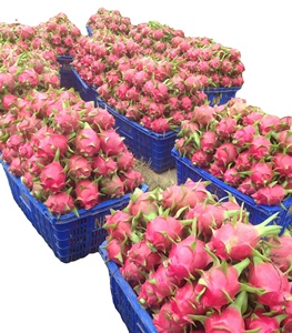 Fruta de dragón fresca, fruta de piel roja regordeta con pulpa blanca firme, esencial para refrescar el jugo frío y el suministro de postres gourmet - Product Image 1