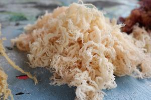 High Quality Golden Cottonii Seaweed Sun <b>Dried</b> Raw Material For Carrageenan Production Natural Marine Algae For Global Export - Product Image 6