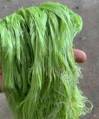 Hecho en Vietnam, Venta Caliente, Calidad Premium, Mejor Precio, Fibra de Hoja de Piña de Grado Textil, Empaque Personalizado - Product Image 2