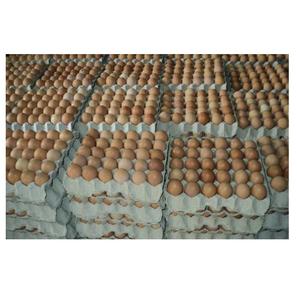 Venta Directa de Granja en los Países Bajos de Huevos de Gallina Orgánicos Marrones / Huevos de Pollo de Engorde en Venta / Proveedor de Huevos de Gallina de Granja - Product Image 6
