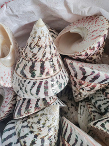 Concha de Nácar Natural Pulida Estilo Museo de Vietnam, 10 cm, para Exhibición Decorativa - Product Image 6
