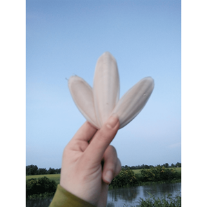 Cuttlefish bone processed sepia <b>shell</b> material for bird cage products and aquarium <b>ornament</b> Vietnam manufacturer - Product Image 4