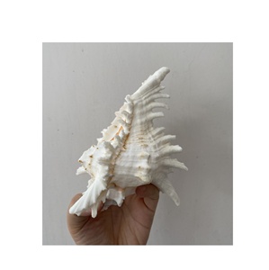 Hecho a mano 18-20cm Altura Seashell Martini copa de champán Artesanías naturales para almacenamiento vino comida Fiesta Boda Bar vajilla - Product Image 6