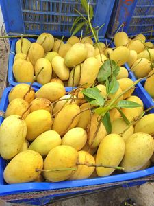ขนมมะม่วงเมืองร้อนอบแห้งแบบนิ่มเนื้อผลไม้มะม่วงสีทองเนื้อนุ่มรสมะม่วงแสนอร่อยสำหรับช่วงพักกลางวัน - Product Image 4