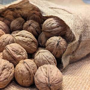 Nueces Orgánicas de Primera Calidad, Frescas, de 30 mm, Lavadas, Suministradas por la Fábrica, Precio Bajo, Envasado a Granel, 24 Meses de Duración - Product Image 4