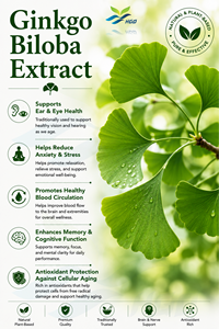 Suministro directo de fábrica HGO de extracto natural puro de Ginkgo Biloba (grado de alimentos saludables) Especificación 10:1 (extracto de proporción) - Product Image 2