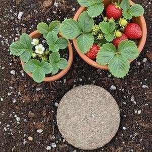 MDS Coco Nude Coins (<b>Coir</b> Discs) Eco-Friendly Biodegradable Coconut <b>Coir</b> Soil Conditioner with High Water Retention - Product Image 1