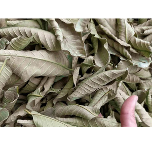 Oferta para Socios: Hoja de Guayaba Cruda Seca al Sol (Psidium Guajava) en Bolsa de Malla de 20kg - Proveedor B2B, Exportador, Importador, Comercio de Origen Vietnamita - Product Image 4